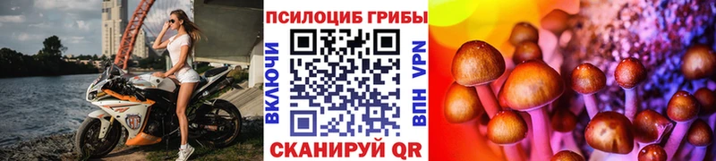 Галлюциногенные грибы Psilocybe  цена   Калач 